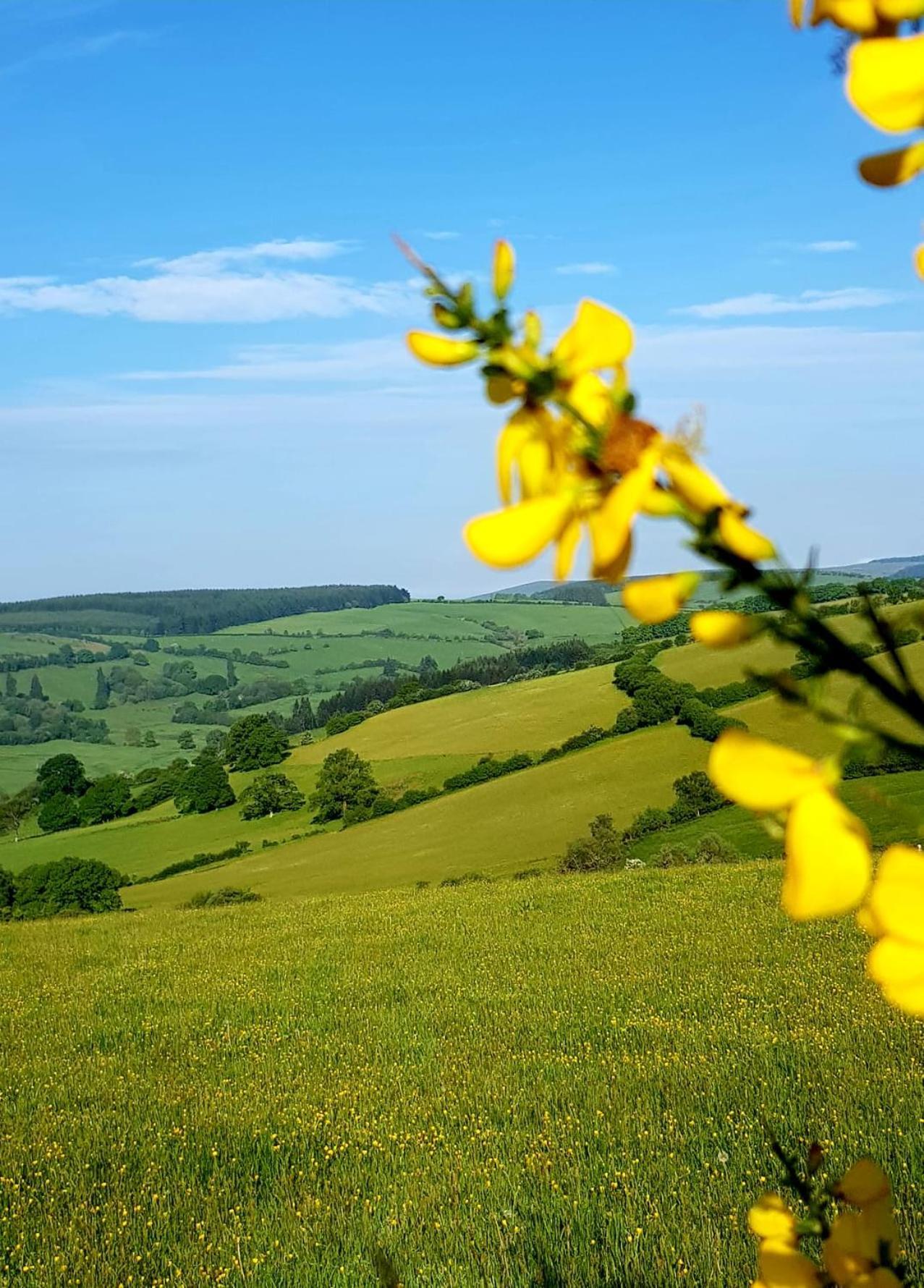 Eco Accommodation Cornflower Craven Arms Exteriér fotografie